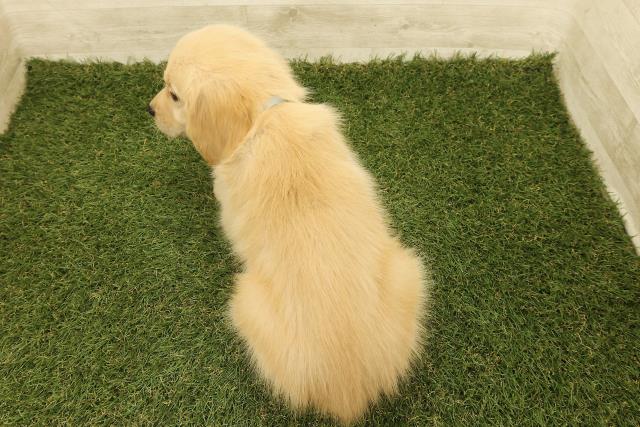 埼玉県のゴールデンレトリバー (Coo&RIKU川口戸塚店/2025年9月18日生まれ/男の子/ゴールド)の子犬の4枚目の画像