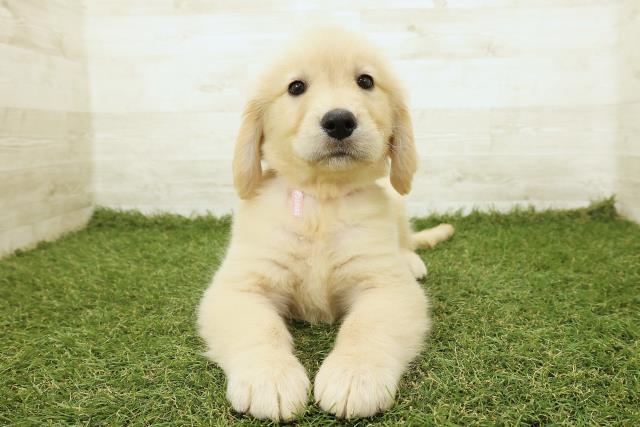 埼玉県のゴールデンレトリバー (Coo&RIKU春日部店/2025年9月18日生まれ/女の子/ゴールド)の子犬の1枚目の画像