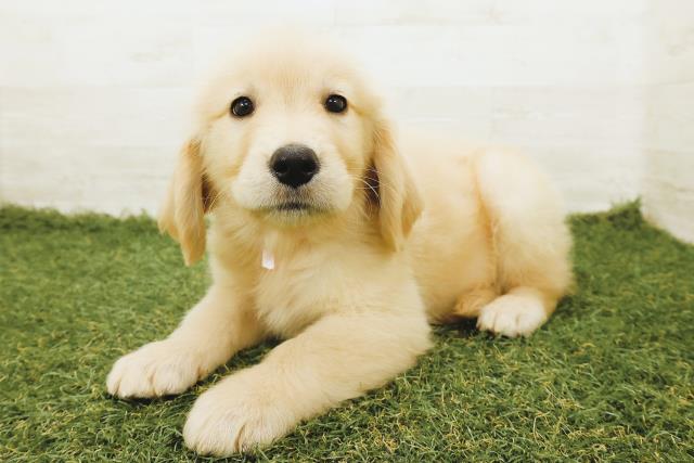 埼玉県のゴールデンレトリバー (Coo&RIKU春日部店/2025年9月18日生まれ/女の子/ゴールド)の子犬の2枚目の画像