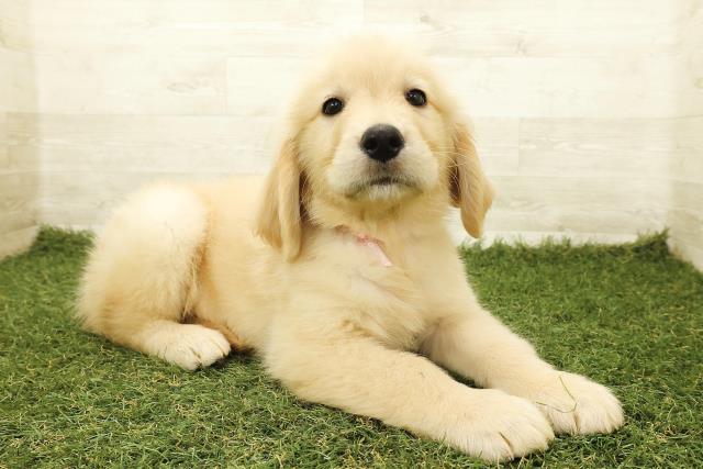 埼玉県のゴールデンレトリバー (Coo&RIKU春日部店/2025年9月18日生まれ/女の子/ゴールド)の子犬の3枚目の画像