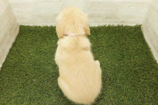 埼玉県のゴールデンレトリバー (Coo&RIKU春日部店/2025年9月18日生まれ/女の子/ゴールド)の子犬の4枚目の画像