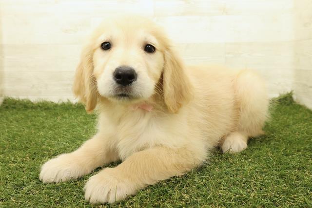 山梨県のゴールデンレトリバー (Coo&RIKU甲府昭和通り店/2025年9月18日生まれ/女の子/ゴールド)の子犬の2枚目の画像