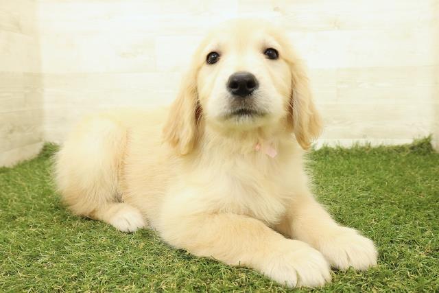 山梨県のゴールデンレトリバー (Coo&RIKU甲府昭和通り店/2025年9月18日生まれ/女の子/ゴールド)の子犬の3枚目の画像