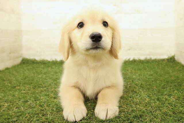 千葉県のゴールデンレトリバー (Coo&RIKUアクロスモール新鎌ケ谷店/2025年9月18日生まれ/女の子/ゴールド)の子犬の1枚目の画像