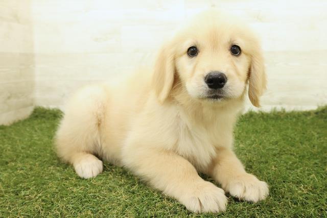 千葉県のゴールデンレトリバー (Coo&RIKUアクロスモール新鎌ケ谷店/2025年9月18日生まれ/女の子/ゴールド)の子犬の3枚目の画像