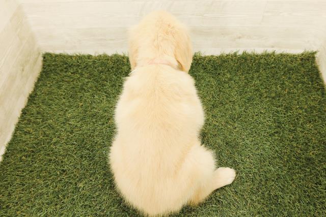 千葉県のゴールデンレトリバー (Coo&RIKUアクロスモール新鎌ケ谷店/2025年9月18日生まれ/女の子/ゴールド)の子犬の4枚目の画像