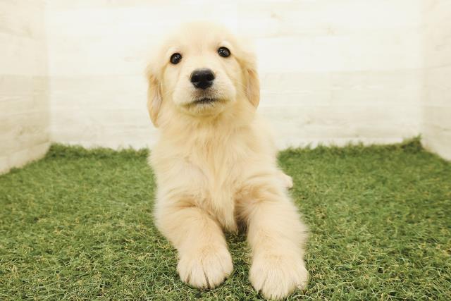 新潟県のゴールデンレトリバー (Coo&RIKU新潟東店/2025年9月18日生まれ/女の子/ゴールド)の子犬