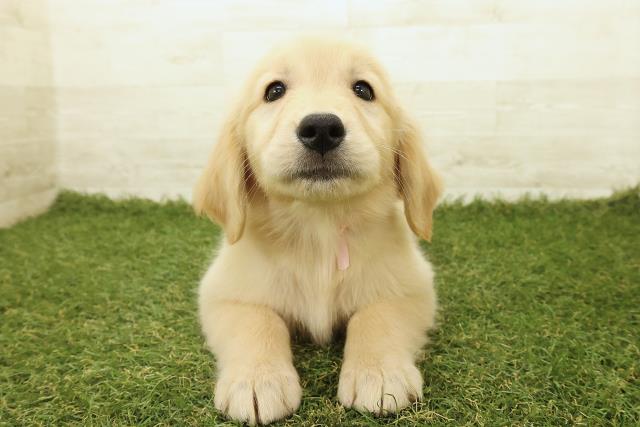 新潟県のゴールデンレトリバー (Coo&RIKU長岡店/2025年9月18日生まれ/女の子/ゴールド)の子犬