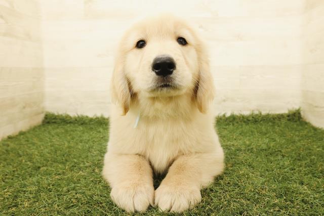 秋田県のゴールデンレトリバー (Coo&RIKU秋田店/2025年9月20日生まれ/男の子/ゴールド)の子犬