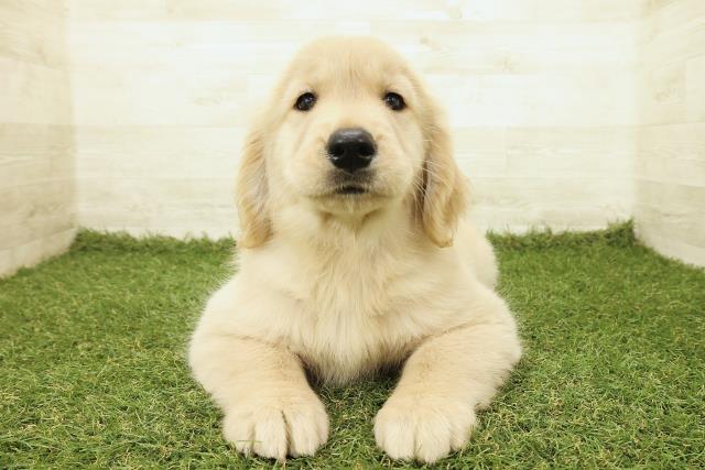 ゴールデン・レトリバー