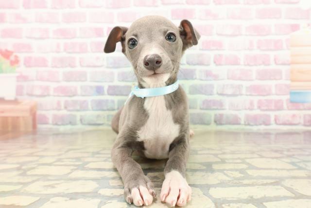 愛知県のイタリアングレーハウンド (Coo&RIKU名古屋みなと店/2025年9月21日生まれ/男の子/ブルーホワイトマーキングス)の子犬の1枚目の画像