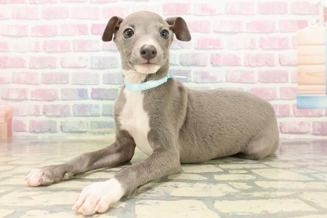 愛知県のイタリアングレーハウンド (Coo&RIKU名古屋みなと店/2025年9月21日生まれ/男の子/ブルーホワイトマーキングス)の子犬の2枚目の画像
