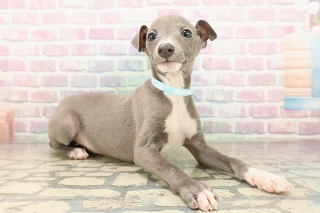 愛知県のイタリアングレーハウンド (Coo&RIKU名古屋みなと店/2025年9月21日生まれ/男の子/ブルーホワイトマーキングス)の子犬の3枚目の画像