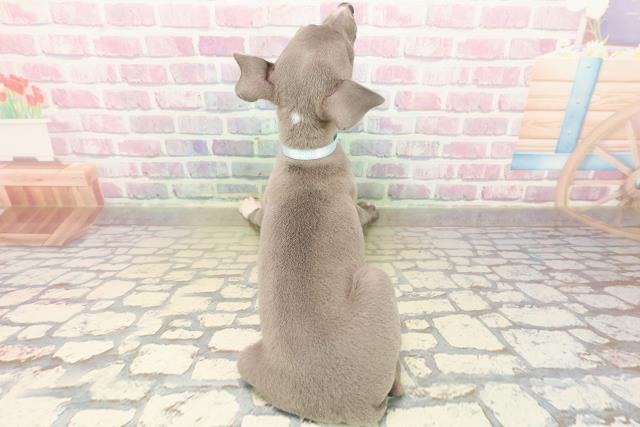 愛知県のイタリアングレーハウンド (Coo&RIKU名古屋みなと店/2025年9月21日生まれ/男の子/ブルーホワイトマーキングス)の子犬の4枚目の画像