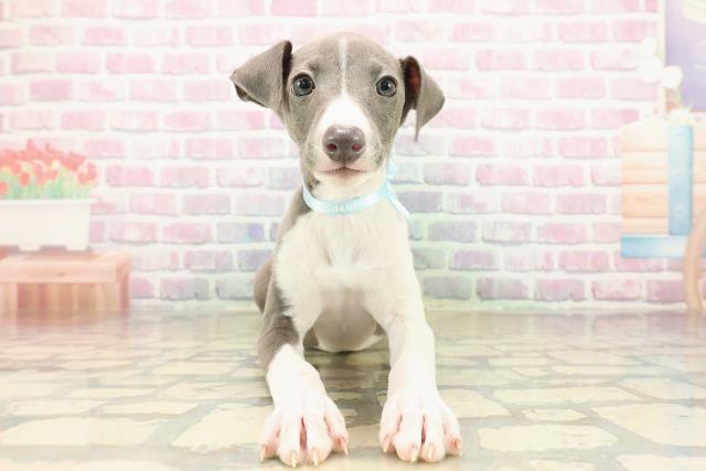 東京都のイタリアングレーハウンド (Coo&RIKU江戸川店/2025年9月21日生まれ/男の子/ブルーホワイトマーキングス)の子犬の1枚目の画像