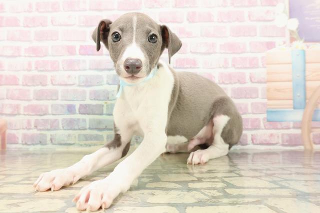 東京都のイタリアングレーハウンド (Coo&RIKU江戸川店/2025年9月21日生まれ/男の子/ブルーホワイトマーキングス)の子犬の2枚目の画像