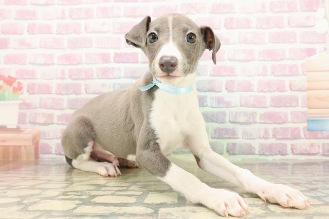東京都のイタリアングレーハウンド (Coo&RIKU江戸川店/2025年9月21日生まれ/男の子/ブルーホワイトマーキングス)の子犬の3枚目の画像