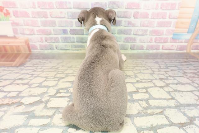 東京都のイタリアングレーハウンド (Coo&RIKU江戸川店/2025年9月21日生まれ/男の子/ブルーホワイトマーキングス)の子犬の4枚目の画像