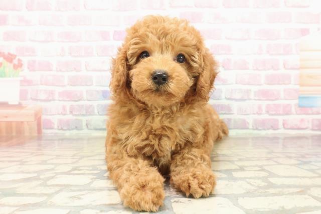 愛知県のトイプードル(トイ) (Coo&RIKU名古屋みなと店/2025年9月22日生まれ/男の子/アプリコット)の子犬の1枚目の画像