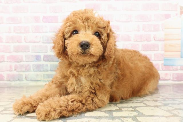 愛知県のトイプードル(トイ) (Coo&RIKU名古屋みなと店/2025年9月22日生まれ/男の子/アプリコット)の子犬の2枚目の画像