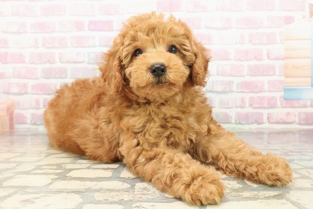 愛知県のトイプードル(トイ) (Coo&RIKU名古屋みなと店/2025年9月22日生まれ/男の子/アプリコット)の子犬の3枚目の画像