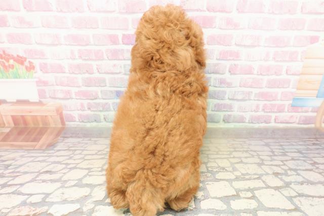 愛知県のトイプードル(トイ) (Coo&RIKU名古屋みなと店/2025年9月22日生まれ/男の子/アプリコット)の子犬の4枚目の画像