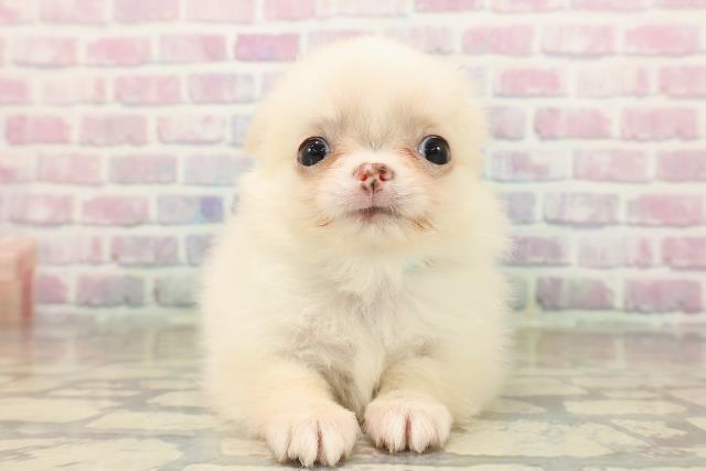 新潟県のチワワ(ロング) (Coo&RIKU新潟東店/2025年9月22日生まれ/男の子/クリームホワイト)の子犬