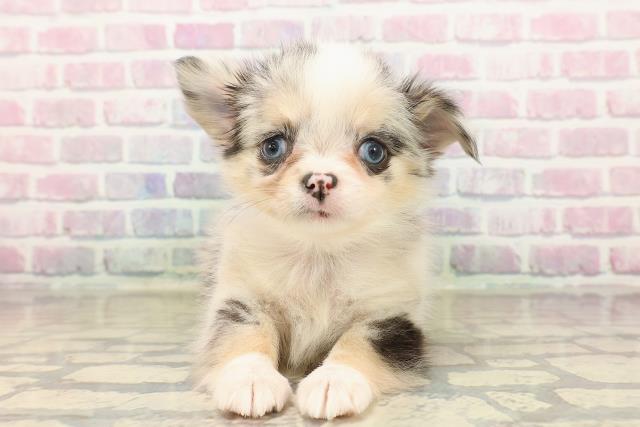 神奈川県のチワワ(ロング) (Coo&RIKU横浜青葉店/2025年9月22日生まれ/女の子/ブルーマール)の子犬の1枚目の画像