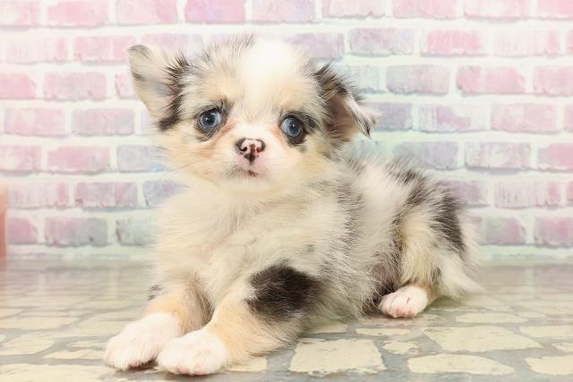 神奈川県のチワワ(ロング) (Coo&RIKU横浜青葉店/2025年9月22日生まれ/女の子/ブルーマール)の子犬の2枚目の画像