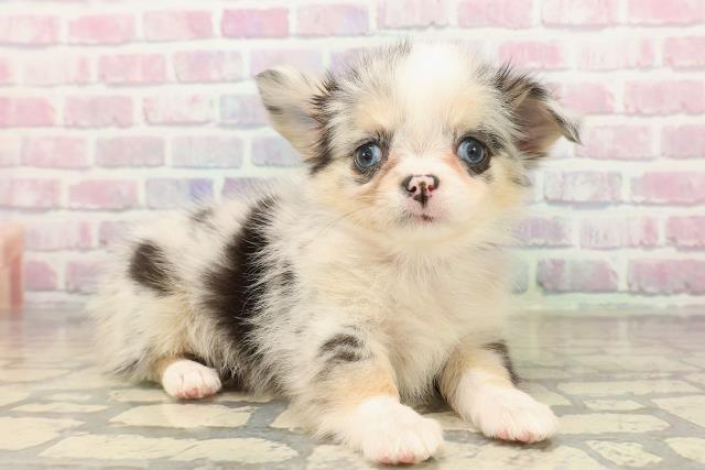 神奈川県のチワワ(ロング) (Coo&RIKU横浜青葉店/2025年9月22日生まれ/女の子/ブルーマール)の子犬の3枚目の画像