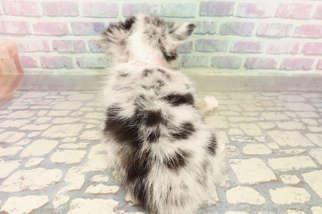 神奈川県のチワワ(ロング) (Coo&RIKU横浜青葉店/2025年9月22日生まれ/女の子/ブルーマール)の子犬の4枚目の画像