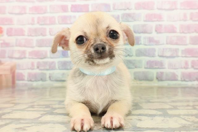 東京都のチワワ(スムース) (Coo&RIKU江戸川店/2025年9月7日生まれ/男の子/フォーン)の子犬の1枚目の画像