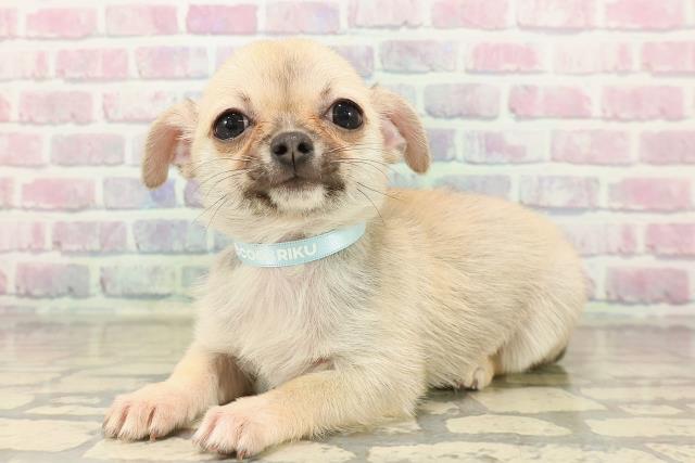 東京都のチワワ(スムース) (Coo&RIKU江戸川店/2025年9月7日生まれ/男の子/フォーン)の子犬の2枚目の画像
