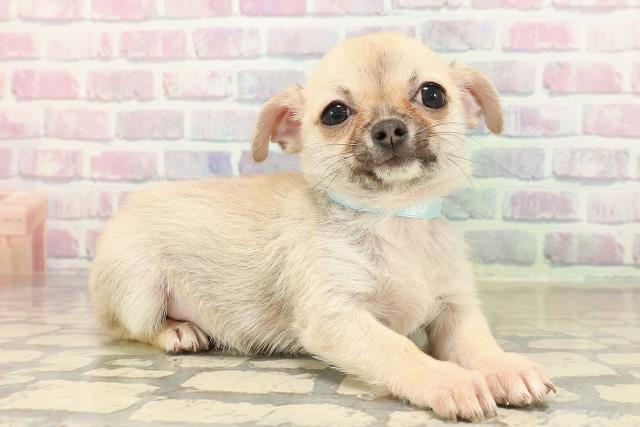 東京都のチワワ(スムース) (Coo&RIKU江戸川店/2025年9月7日生まれ/男の子/フォーン)の子犬の3枚目の画像