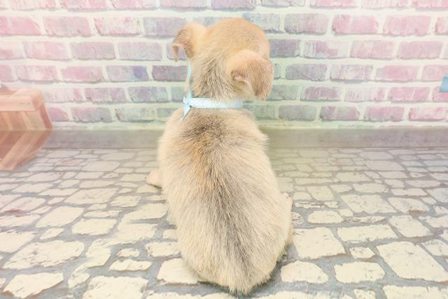 東京都のチワワ(スムース) (Coo&RIKU江戸川店/2025年9月7日生まれ/男の子/フォーン)の子犬の4枚目の画像