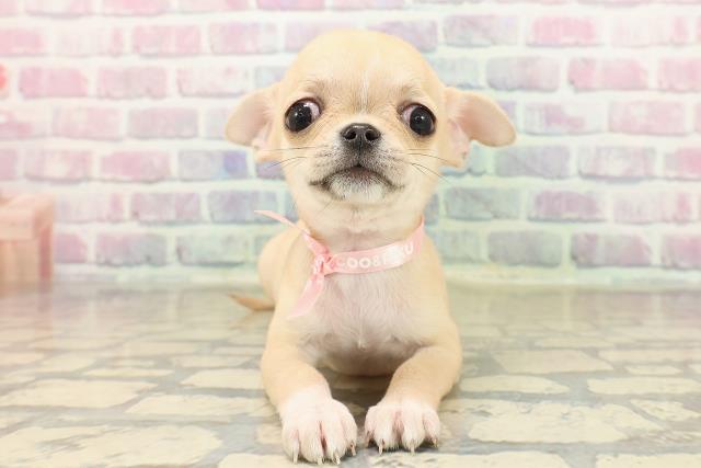 千葉県のチワワ(スムース) (Coo&RIKU流山店/2025年9月7日生まれ/女の子/フォーンホワイト)の子犬