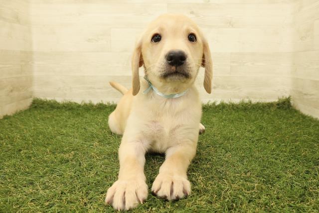 千葉県のラブラドールレトリーバー (Coo&RIKU東船橋店/2025年9月14日生まれ/男の子/イエロー)の子犬