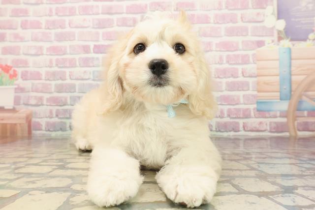 埼玉県のハーフ犬・ミックス犬 (Coo&RIKU桶川店/2025年9月16日生まれ/男の子/バフ)の子犬の1枚目の画像