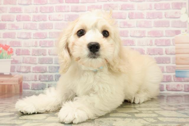 埼玉県のハーフ犬・ミックス犬 (Coo&RIKU桶川店/2025年9月16日生まれ/男の子/バフ)の子犬の2枚目の画像