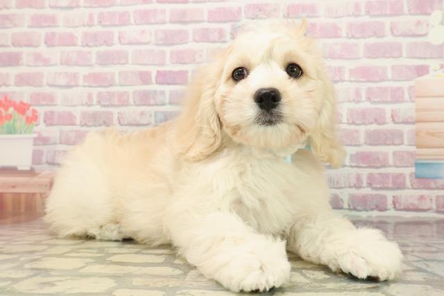 埼玉県のハーフ犬・ミックス犬 (Coo&RIKU桶川店/2025年9月16日生まれ/男の子/バフ)の子犬の3枚目の画像