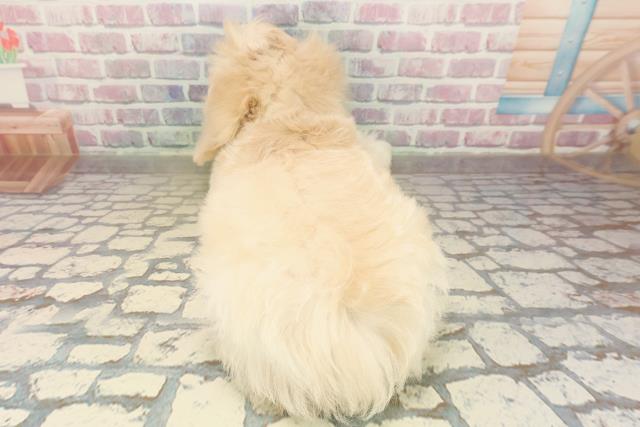 埼玉県のハーフ犬・ミックス犬 (Coo&RIKU桶川店/2025年9月16日生まれ/男の子/バフ)の子犬の4枚目の画像