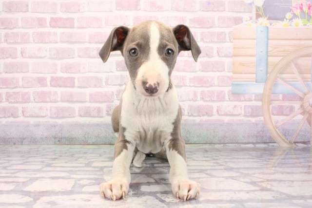 大阪府のイタリアングレーハウンド (Coo&RIKU高槻店/2025年9月21日生まれ/男の子/ブルーホワイト)の子犬