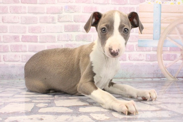 大阪府のイタリアングレーハウンド (Coo&RIKU高槻店/2025年9月21日生まれ/男の子/ブルーホワイト)の子犬の2枚目の画像