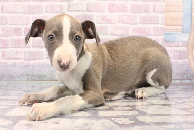 大阪府のイタリアングレーハウンド (Coo&RIKU高槻店/2025年9月21日生まれ/男の子/ブルーホワイト)の子犬の3枚目の画像