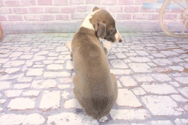 大阪府のイタリアングレーハウンド (Coo&RIKU高槻店/2025年9月21日生まれ/男の子/ブルーホワイト)の子犬の4枚目の画像