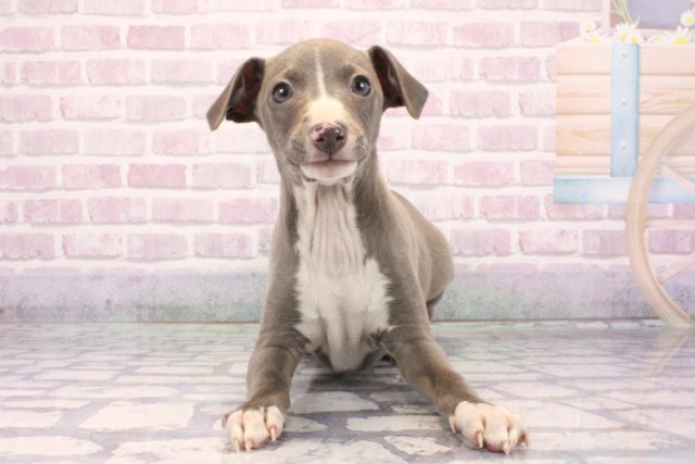 大阪府のイタリアングレーハウンド (Coo&RIKU阿倍野店/2025年9月21日生まれ/男の子/ブルーホワイト)の子犬の1枚目の画像