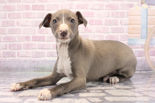 大阪府のイタリアングレーハウンド (Coo&RIKU阿倍野店/2025年9月21日生まれ/男の子/ブルーホワイト)の子犬の3枚目の画像