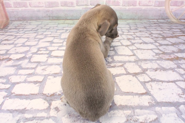 大阪府のイタリアングレーハウンド (Coo&RIKU阿倍野店/2025年9月21日生まれ/男の子/ブルーホワイト)の子犬の4枚目の画像