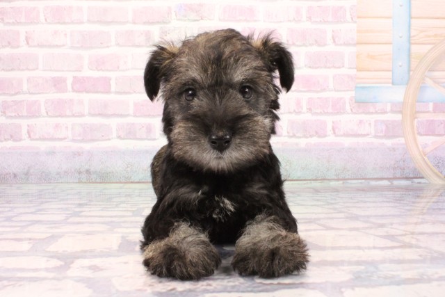 大阪府のミニチュアシュナウザー (Coo&RIKU東大阪店/2025年9月21日生まれ/男の子/ソルトペッパー)の子犬の1枚目の画像