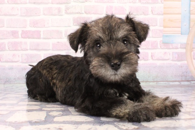 大阪府のミニチュアシュナウザー (Coo&RIKU東大阪店/2025年9月21日生まれ/男の子/ソルトペッパー)の子犬の2枚目の画像